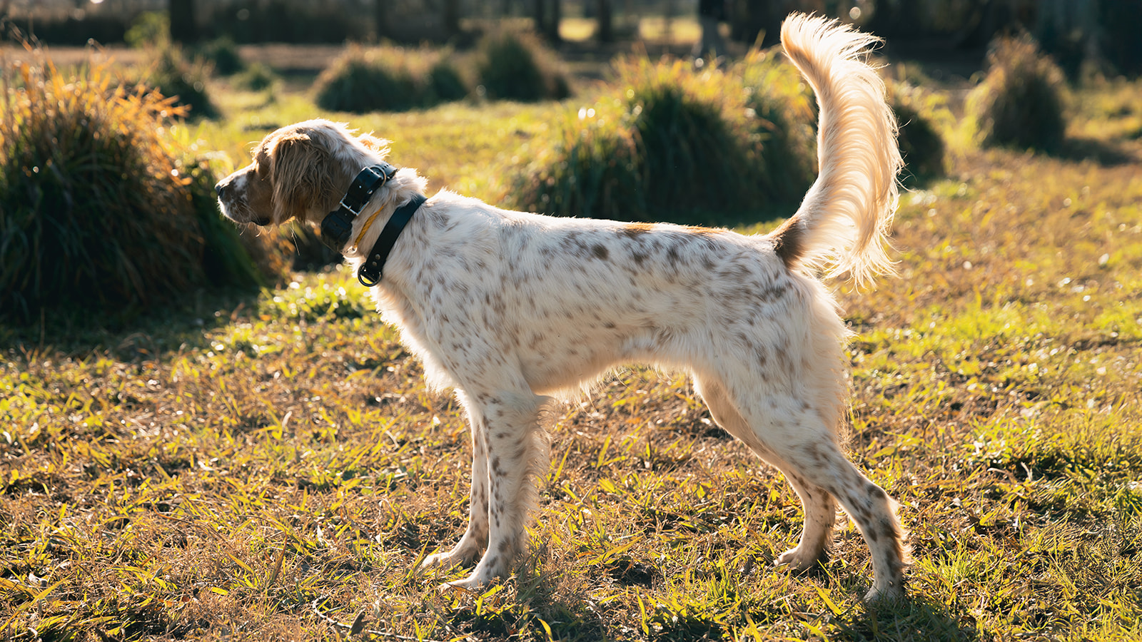 Twer Kennels