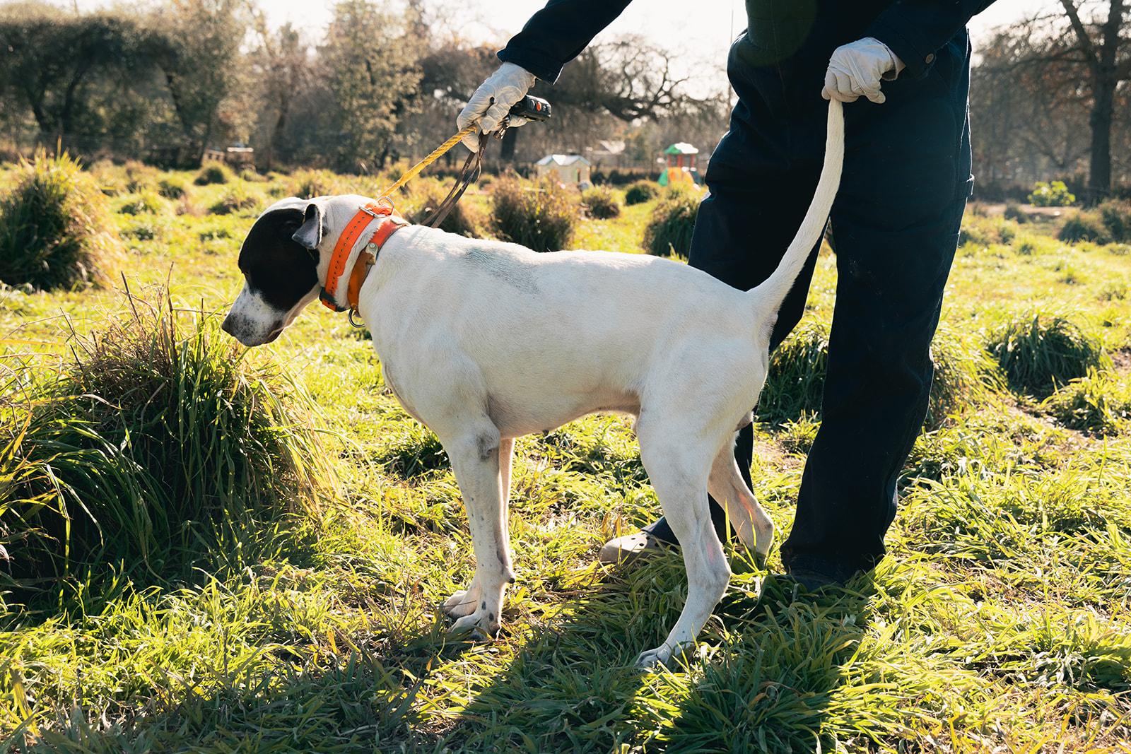 Twer Kennels